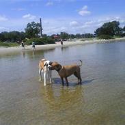 Blanding af racer Bastian