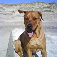 Blanding af racer Bastian