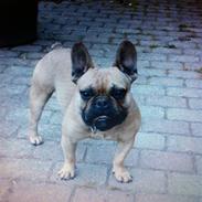 Fransk bulldog Van Wilcora Micki (Rip min skat)