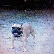 Fransk bulldog Van Wilcora Micki (Rip min skat)