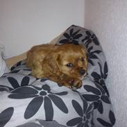 Cavalier king charles spaniel Eiko