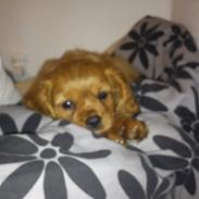 Cavalier king charles spaniel Eiko