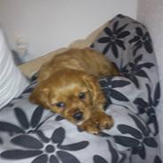 Cavalier king charles spaniel Eiko