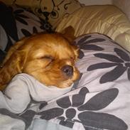 Cavalier king charles spaniel Eiko