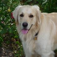 Golden retriever Rocky