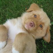 Nova scotia duck tolling retriever Ninja