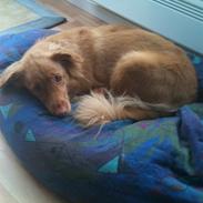 Nova scotia duck tolling retriever Ninja