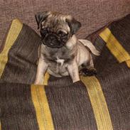 Mops Amanda *Flyttet*