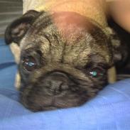 Mops Amanda *Flyttet*