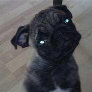 Mops Amanda *Flyttet*