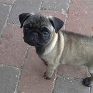 Mops Amanda *Flyttet*