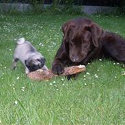 Mops Amanda *Flyttet*