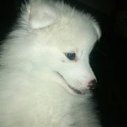 Japansk spids Diablo