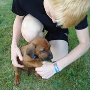 Rhodesian ridgeback Baloo
