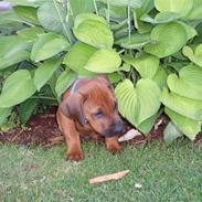 Rhodesian ridgeback Baloo
