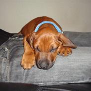 Rhodesian ridgeback Baloo