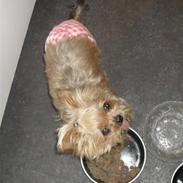 Blanding af racer Ozzy