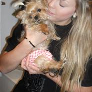 Blanding af racer Ozzy