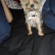 Blanding af racer Ozzy