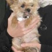 Blanding af racer Ozzy