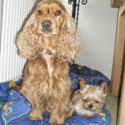 Blanding af racer Ozzy