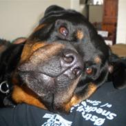 Rottweiler Kenzo