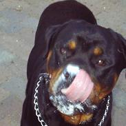 Rottweiler Kenzo