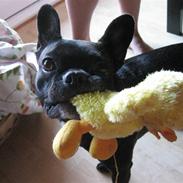 Fransk bulldog Sammy Davis