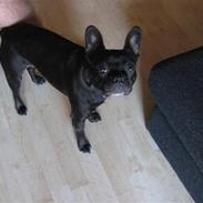 Fransk bulldog Sammy Davis