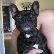 Fransk bulldog Sammy Davis