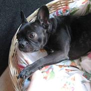 Fransk bulldog Sammy Davis