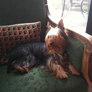 Australian silky terrier   (Mille) Død 13/11-10