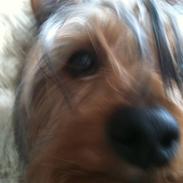 Australian silky terrier   (Mille) Død 13/11-10