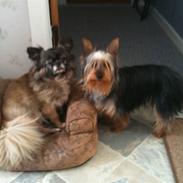 Australian silky terrier   (Mille) Død 13/11-10