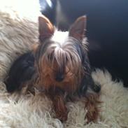 Australian silky terrier   (Mille) Død 13/11-10