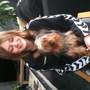 Australian silky terrier   (Mille) Død 13/11-10