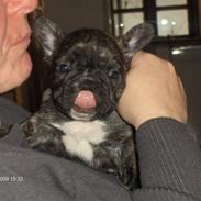 Fransk bulldog Emma