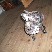 Fransk bulldog Emma