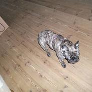 Fransk bulldog Emma