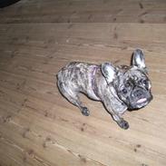 Fransk bulldog Emma