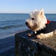 West highland white terrier Penny