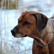 Rhodesian ridgeback M'Gongo Tasu A Saba