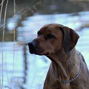 Rhodesian ridgeback M'Gongo Tasu A Saba