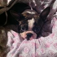 Boston terrier Hector