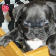 Fransk bulldog Albert