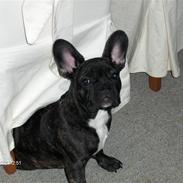Fransk bulldog Albert