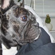 Fransk bulldog Albert
