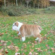 Engelsk bulldog Bella