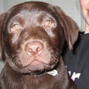 Labrador retriever Baloo