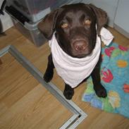 Labrador retriever Baloo